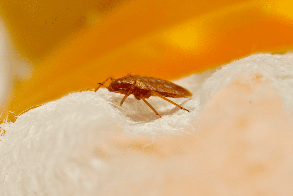 Bed bug removal
