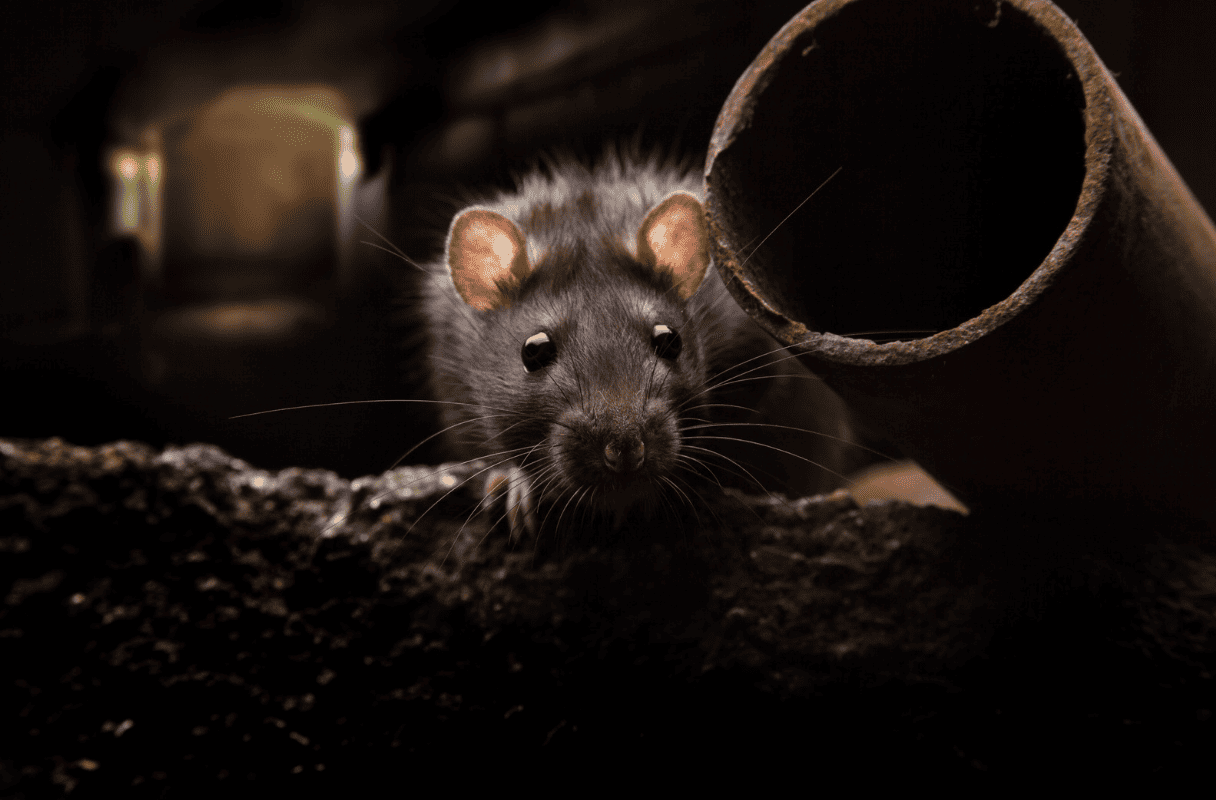 what happens if you disturb a rats nest