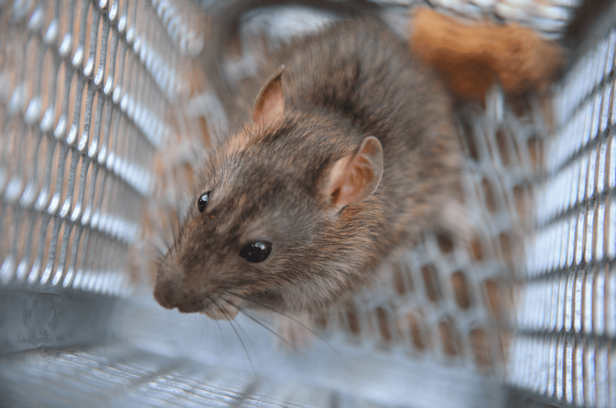 rat in a trap