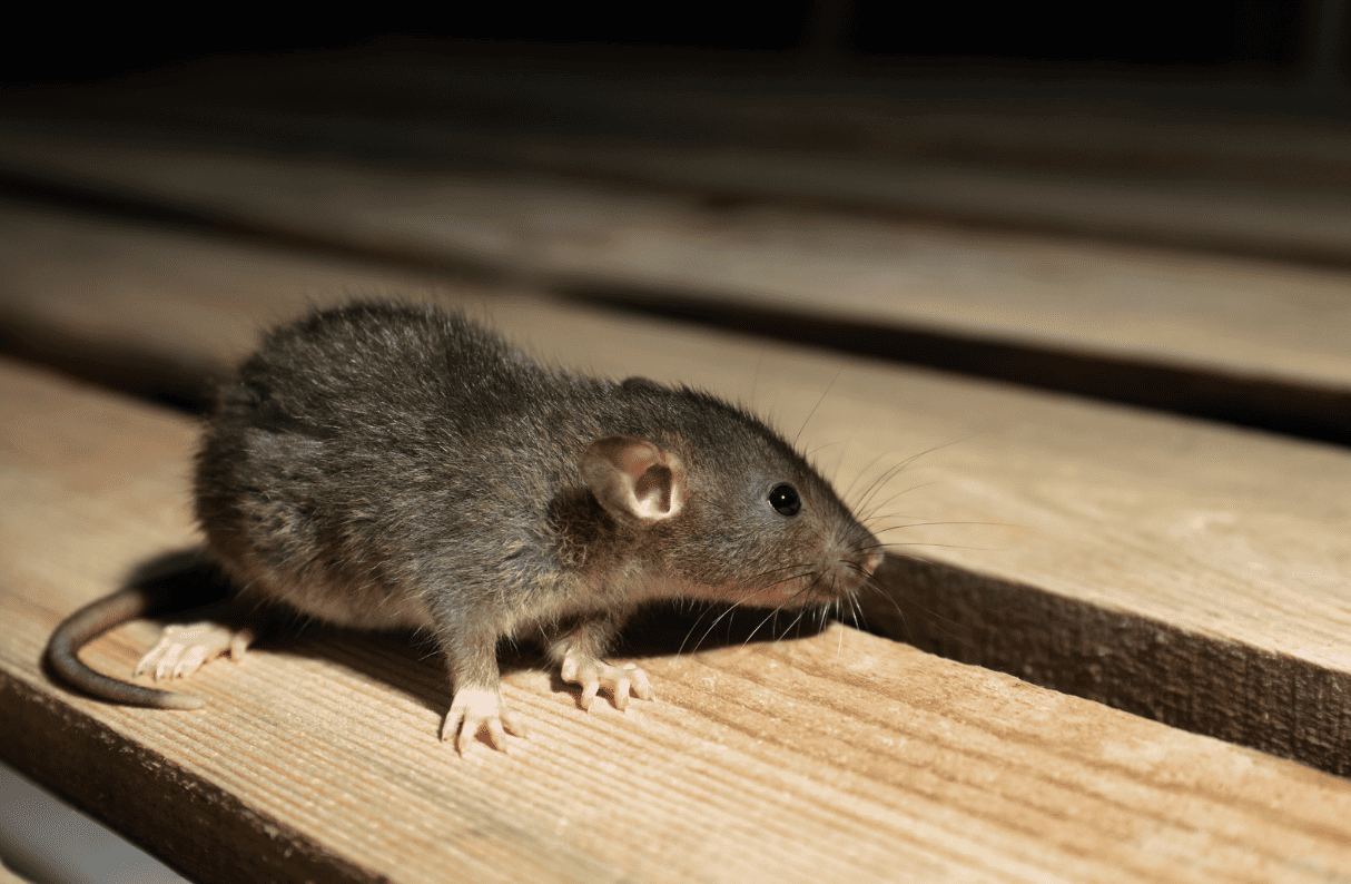 Rat on wooden panels