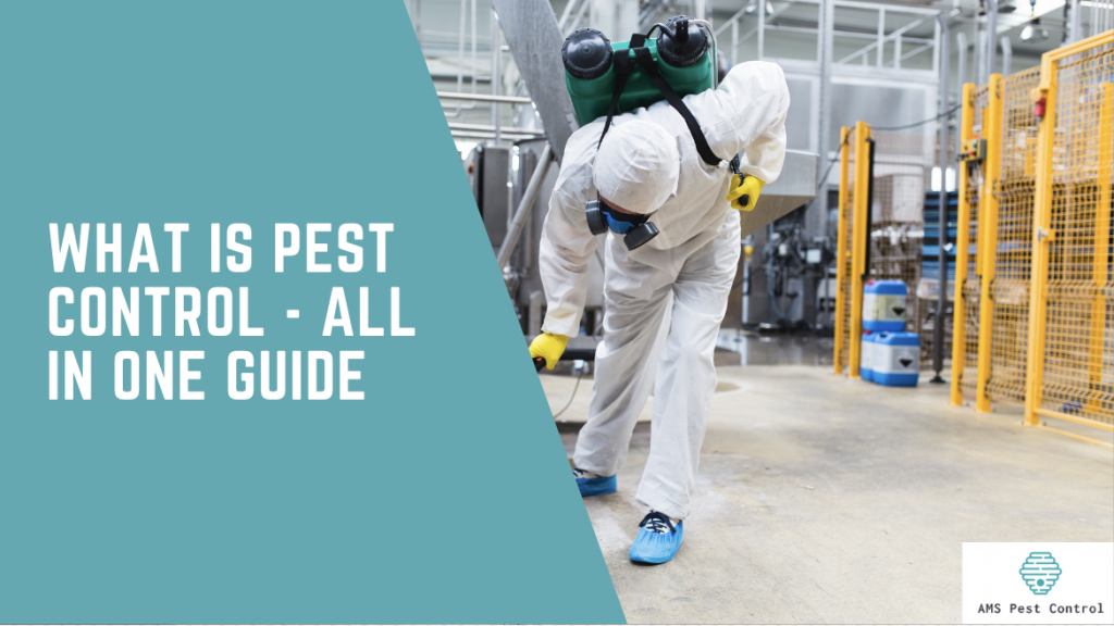 What Is Pest Control, AMS all in one guide