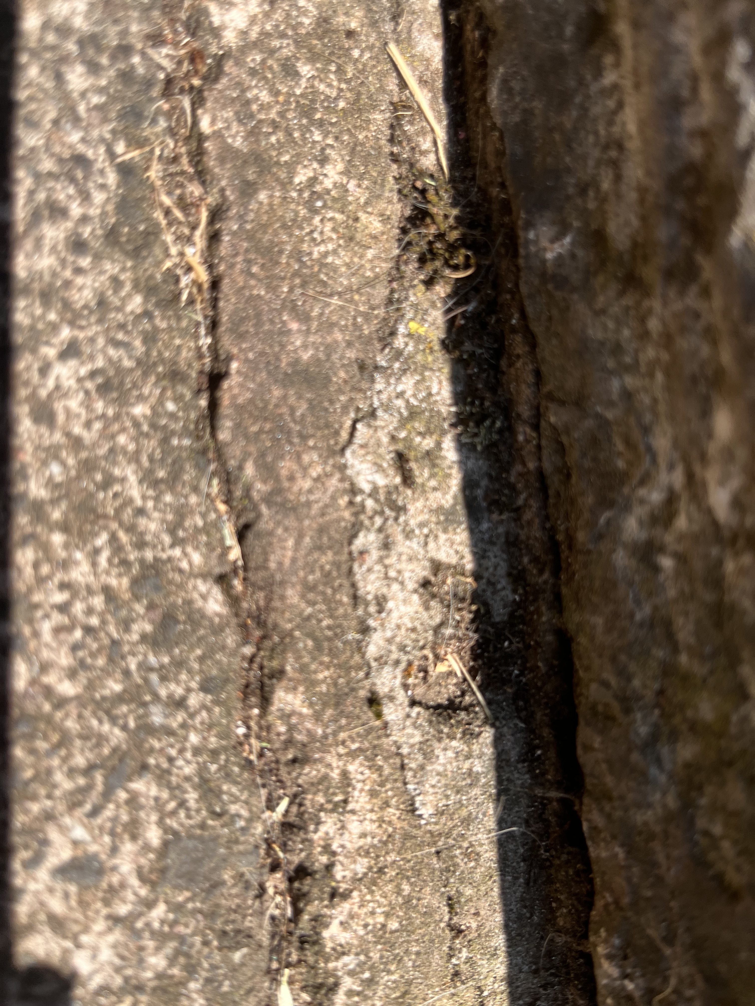 "I Wiped Them Up And They Just Came Back" — The Ant Call I Get Every Summer