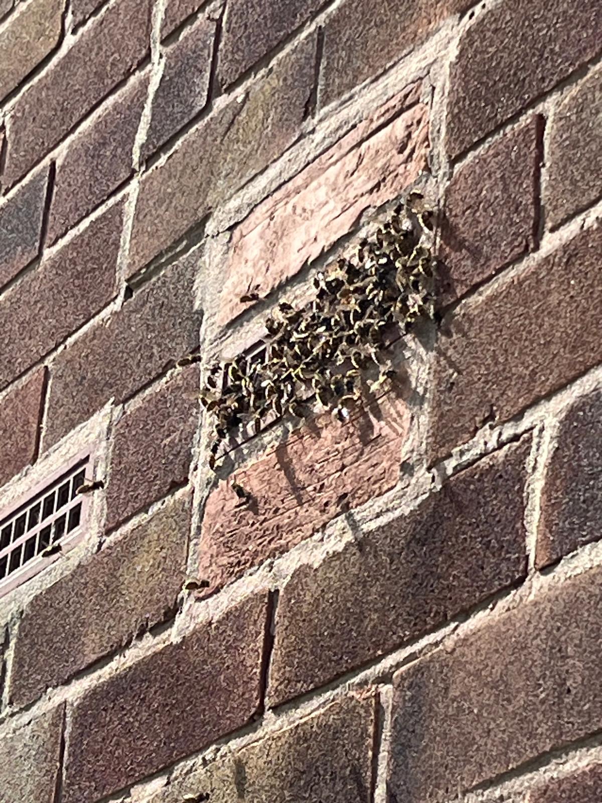 Late Summer Pest Control: What Coventry Homeowners Need to Know