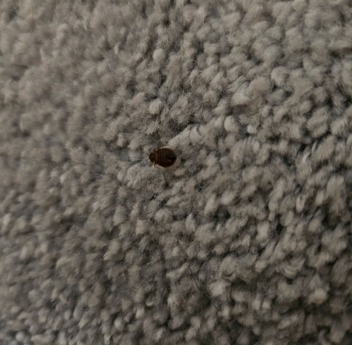 Bed Bug Pest Control in Coventry: A Friendly Guide From Our Family to Yours