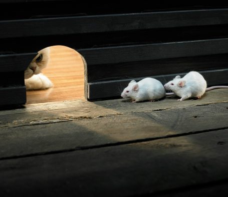 Two white mice near a small hole in a wooden surface.