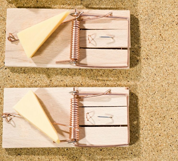 Two mousetraps on a surface, each with a piece of cheese bait.