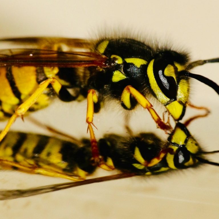 Close-up of a yellow and black wasp resting on a surface.