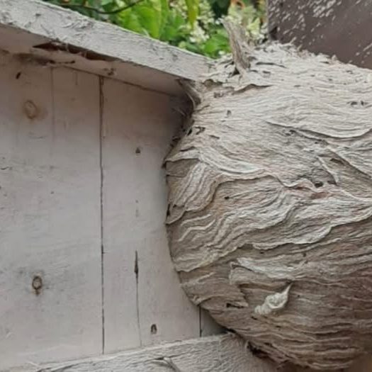 Wasp nest on shed door Wasp nest removal from shed door