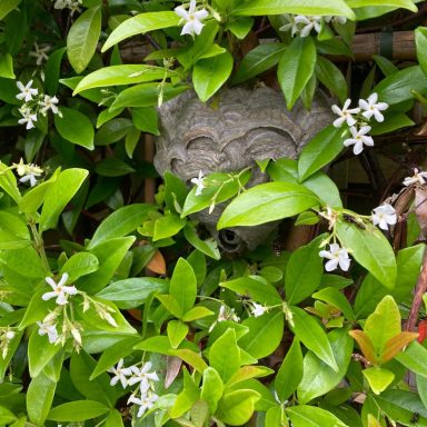 Wasp nest Wasp nest built inside a hedge