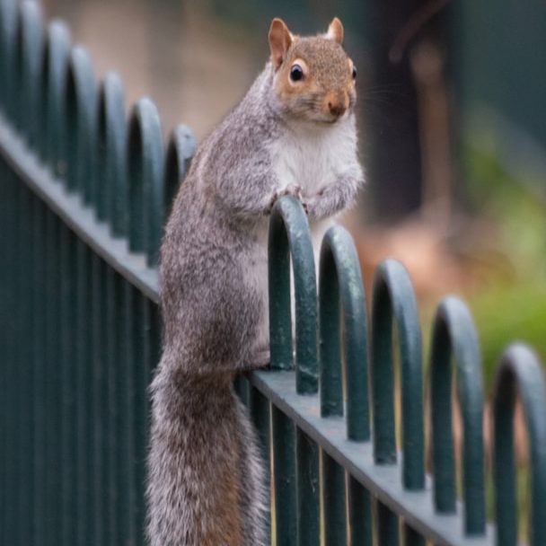 A grey squirrel perched on a green fence, looking curiously at its surroundings.